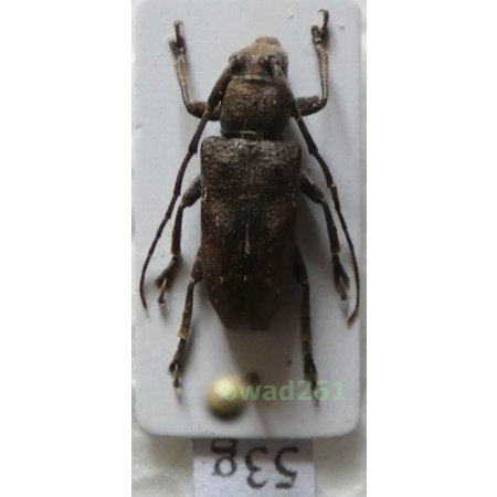 Pterolophia sp. female Philippines53g